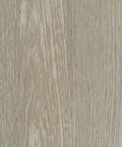 Сосна Славянская